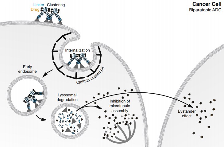 Mode of action of biparatopic ADC.