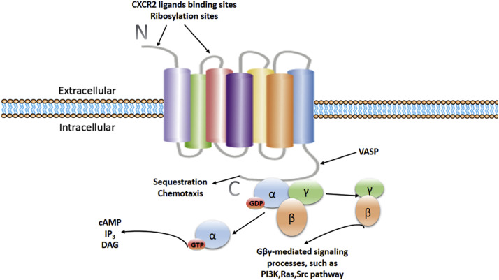The structure of CXCR2.