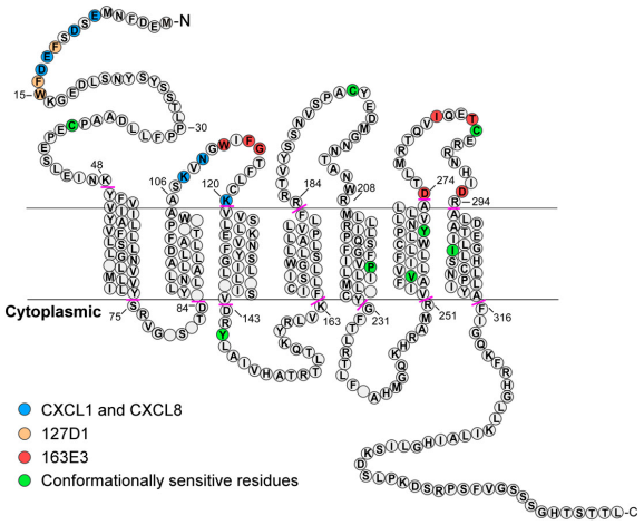 Epitope mapping of CXCR2 sdAbs. 