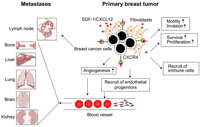 Potential roles for CXCR4 in breast cancer.