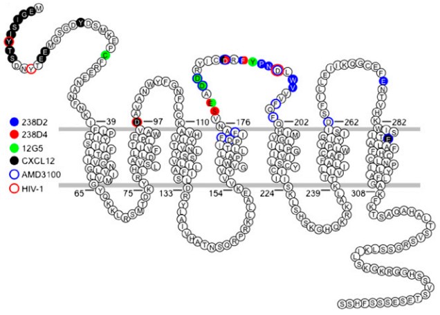 Epitope mapping of CXCR4 sdAbs.