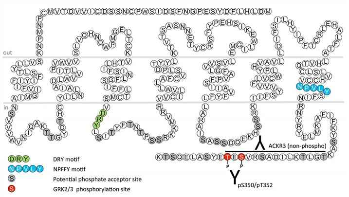 The structure of CXCR7.