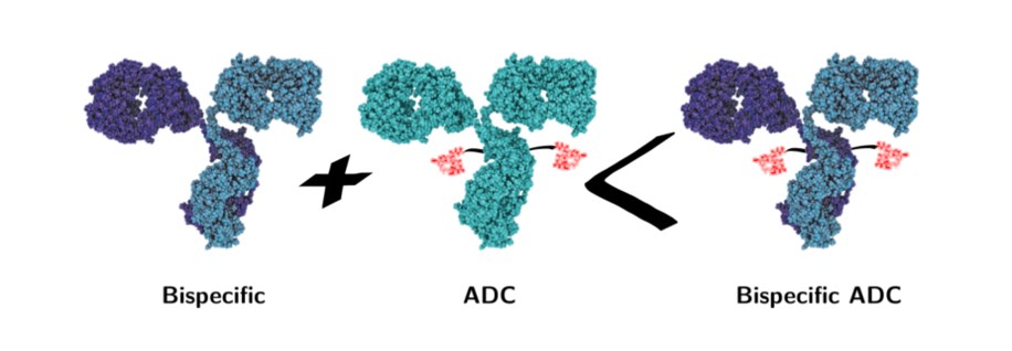 Development of Biparatopic CRCX7-targeted Bispecific ADCs
