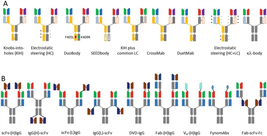 Various bispecific antibodies (bsAbs) are currently in clinical development or are already approved for cancer therapy.