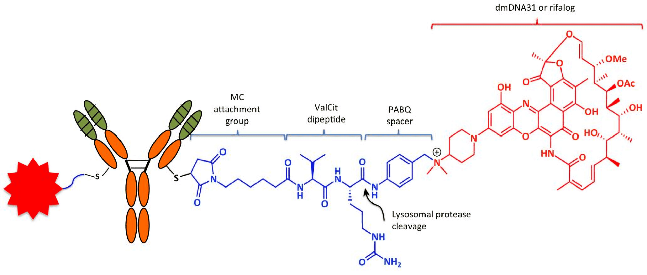 Anatomy of the Antibody–Antibiotic Conjugate (AAC). Each anti-S. aureus AAC consists of two molecules: dmDNA31 antibiotics (red) linked to each of the light chains of the β-GlcNAc-WTA monoclonal antibody (mAb) via an MC-ValCit-PABQ linker (blue; the red star on the left of the AAC is another linker-drug moiety). Attachment to the mAb is achieved through covalent linkage between the reactive thiol in the engineered cysteine of the antibody and maleimide. The linker–antibiotic attachment is formed between the self-immolation p-aminobenzyl quaternary ammonium salt (PABQ) and the tertiary amine of dmDNA31. Within acidic intracellular vesicles, lysosomal proteases such as cathepsin B cleave the amide bond (arrowhead) at the C terminus of citrulline to release active dmDNA31 following the self-immolation of PABQ.