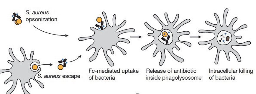 Mechanism of AAC action. AAC has no direct antibacterial activity when bound to planktonic S. aureus and does not diffuse into mammalian cells, owing to the size of the antibody. However, when AAC-opsonized bacteria are taken up by host cells, intracellular proteases cleave the linker and readily release the antibiotic in its active form.