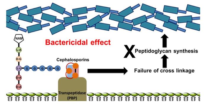 Mechanism of cephalosporin kills bacteria. Cephalosporin inhibits the synthesis of the peptidoglycan layer of bacterial cell walls which is responsible for cell wall structural integrity. Peptidoglycan synthesis is facilitated by transpeptidases known as penicillin-binding proteins (PBPs). PBPs bind to the D-Ala-D-Ala at the end of peptidoglycan precursors to crosslink the peptidoglycan. Cephalosporin antibiotics mimic the D-Ala-D-Ala site, thereby competitively inhibiting PBP crosslinking of peptidoglycan.