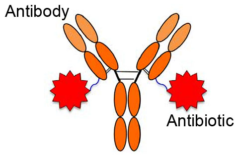 Antibody-antibiotic conjugates (AACs) to fight infectious disease. The site-specific conjugation of molecules to monoclonal antibodies has a wide range of applications. Site-specific conjugation decreases conjugate heterogeneity and improves stability and function.