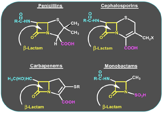Chemical structures of β-lactam antibiotics. Monobactams antibiotics wherein the β-lactam ring are alone and not fused to another ring, compared with other β-lactams such as penicillins, cephalosporins, and carbapenems.