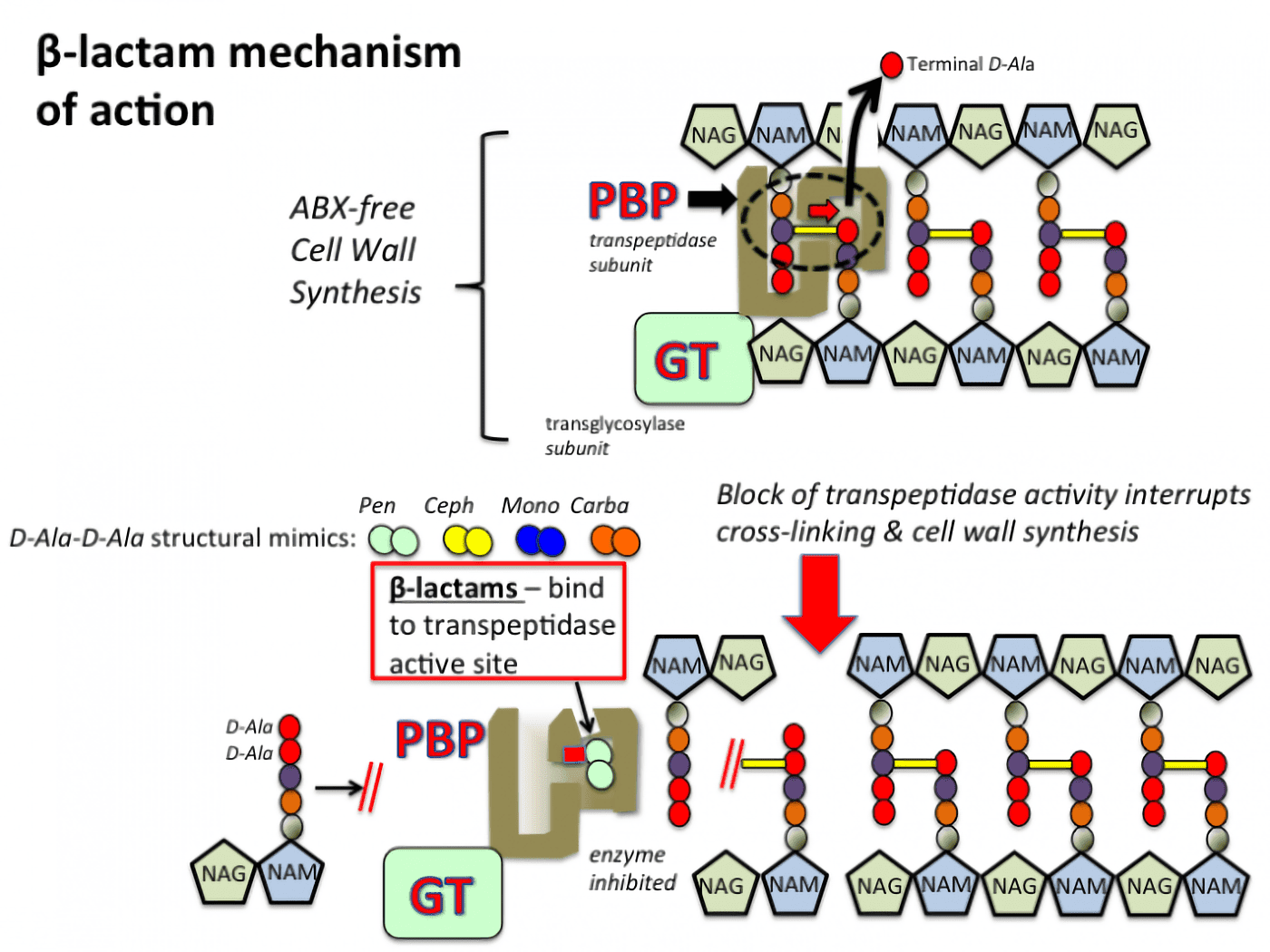 Mechanism of action of beta-lactam antibiotics. Top: In the absence of drug, transpeptidase enzymes (Penicillin Binding Proteins, PBP) in the cell wall catalyze cross-links between adjacent glycan chains. The net result of covalent bonds between both the peptide and sugar chains creates a rigid cell wall that protects the bacterial cell from osmotic forces that would otherwise result in cell rupture. Bottom: Beta-lactam antibiotics, which include penicillins (Pen), cephalosporins (Ceph), monobactams (Mono) and carbapenems (Carba) bear a structural resemblance to the natural D-Ala-D-Ala substrate for the transpeptidase, and exert their inhibitory effects on cell wall synthesis by tightly binding to the active site of the transpeptidase (PBP). GT: Glycosyltransferases; NAG: N-acetylglucosamine; NAM: N-acetylmuramic acid. Structure of PBP adapted from Mcstrother.