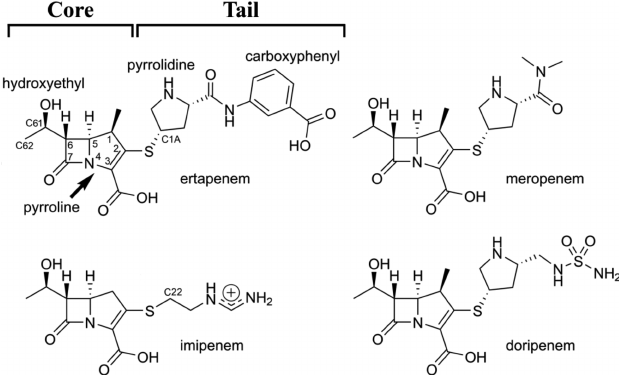 The chemical structures of the carbapenems ertapenem, meropenem, imipenem and doripenem. The core and tail regions are indicted, as well as functional groups referred to in the text.