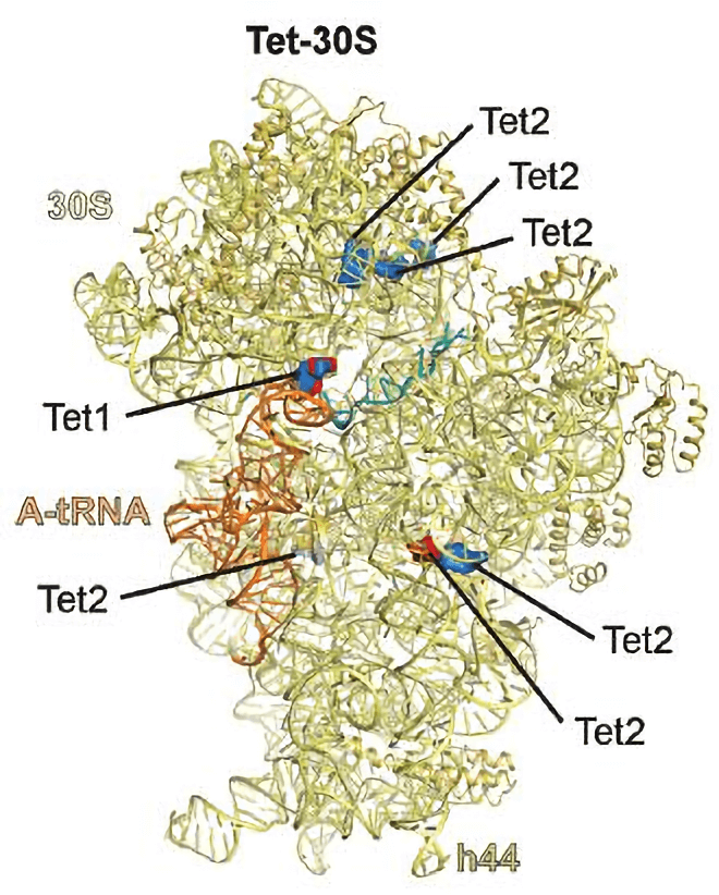 Binding site of tetracyclines on the ribosome. Primary (Tet1) and secondary (Tet2) binding sites of tetracycline on the 30S subunit, termed the ‘primary binding site’ (Tet1), which is located at the base of the head of the 30S subunit. The identification of multiple lower occupancy secondary binding sites (Tet2) indicated that tetracyclines have multiple binding sites on the small and large subunit.
