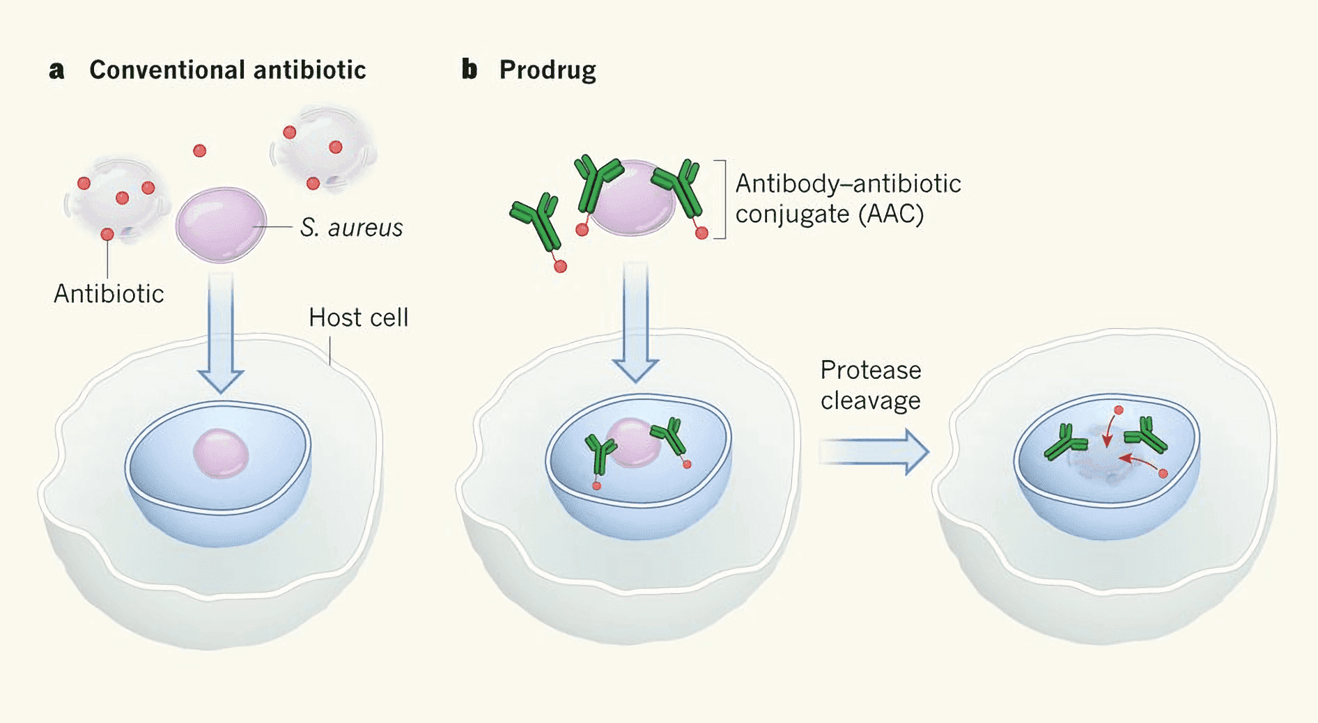 Targeted intracellular antibiotic release. a, Staphylococcus aureus infections are notoriously difficult to treat because the bacteria enter host cells and ‘hide’ in intracellular compartments that conventional antibiotics cannot reach or where they are inactive. b, Antibiotic covalently linked to an antibody that binds to components of the S. aureus cell wall. This prodrug coats the bacterial cell surface but remains inactive until the bacteria enter the host cell. There, protease enzymes cleave the linker region, releasing the active antibiotic, which then kills the bacteria.