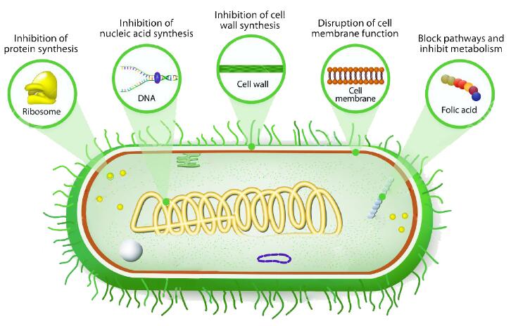 The mechanisms of antibiotics action.