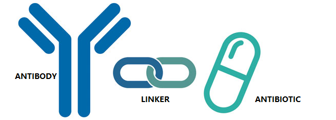 Structural representation of AAC.