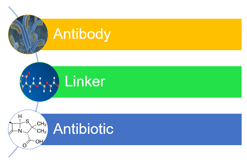 Antibody-antibiotic Conjugate (AAC)