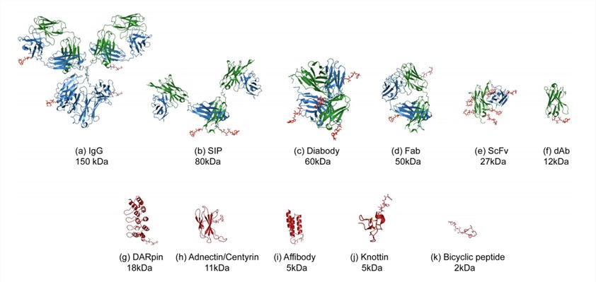 Illustration of the various formats for antibody fragment or alternative scaffold-drug conjugates. 