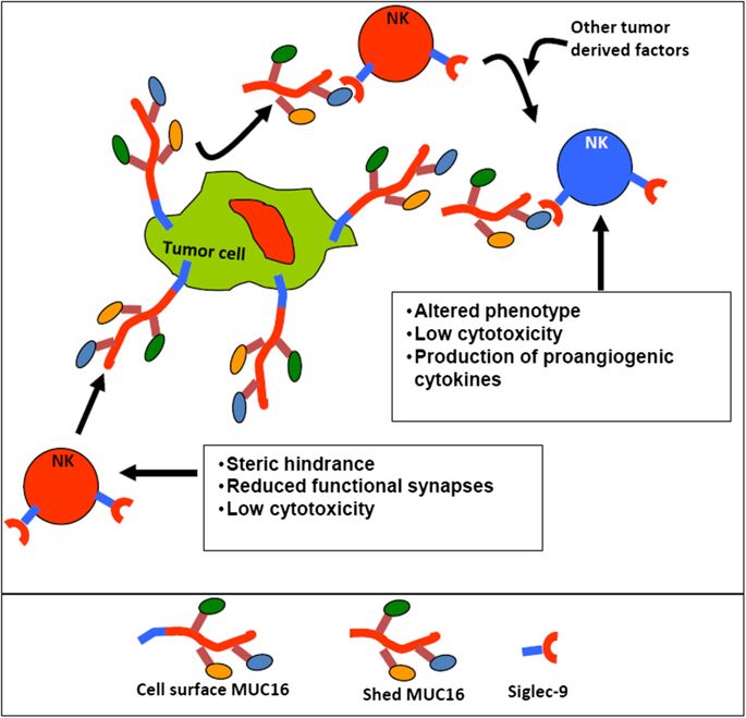 Fig.1 A schematic about MUC16-induced NK cell inhibition. (OA Literature)