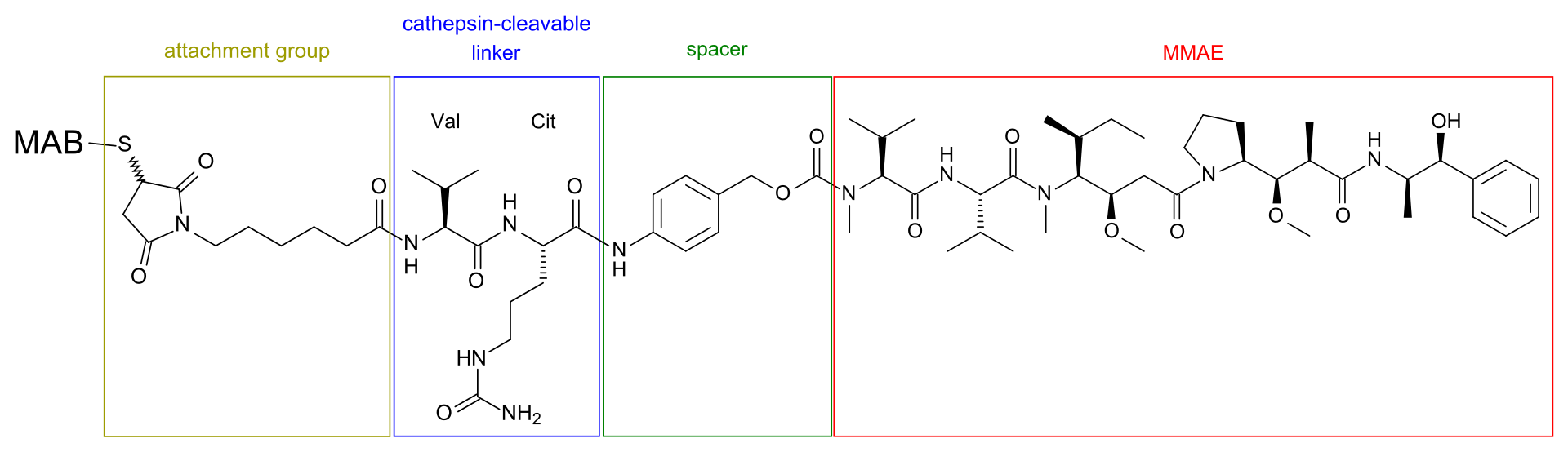 Structure of sofituzumab vedotin.