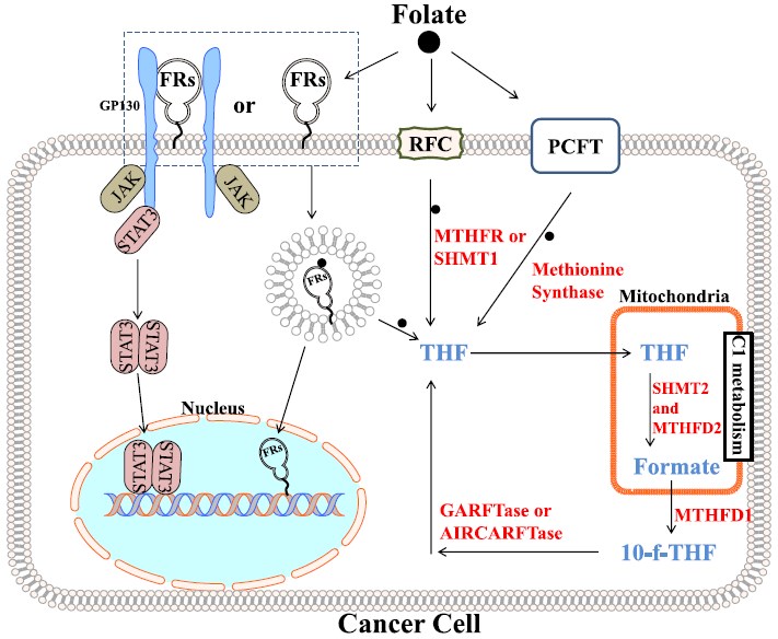 Main aspects of folate receptor signaling and C1 metabolism.