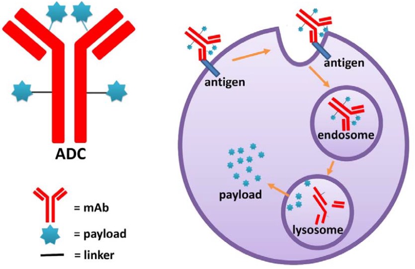 Proposed schematic of mechanism of action for ADCs.