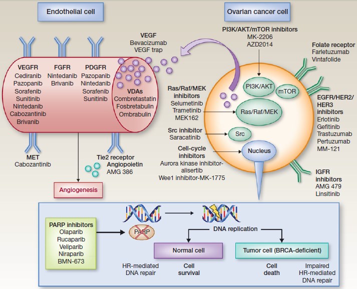 Targeted therapies in ovarian cancer.