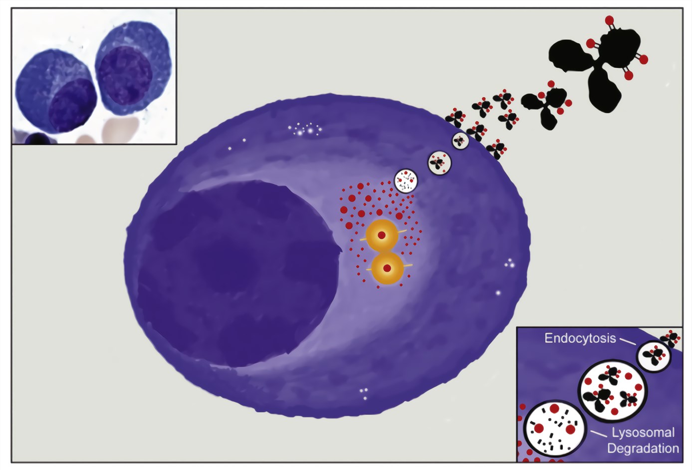 Illustration of a malignant plasma cell showing the mechanism of action for ADCs. 