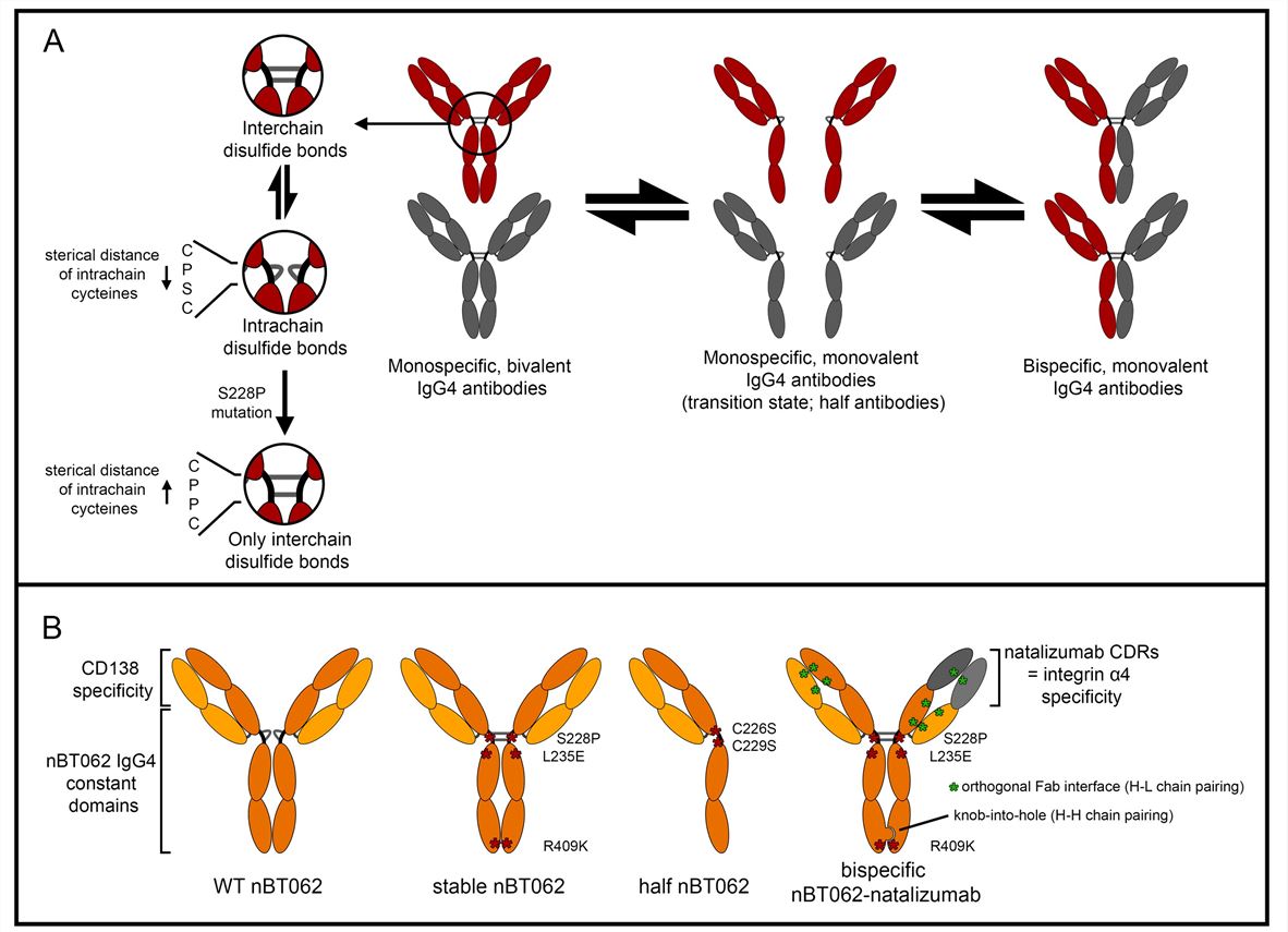 Schematic half antibody exchange and respective nBT062 model antibodies.