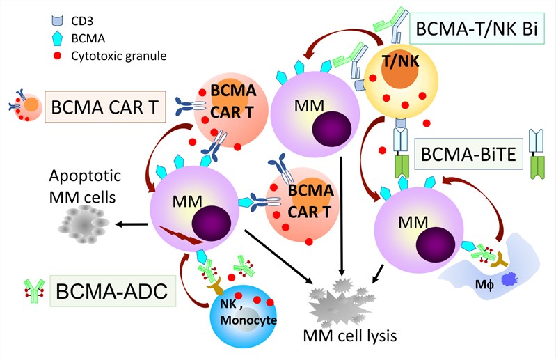 Multiple promising BCMA-targeting immunotherapies in MM.