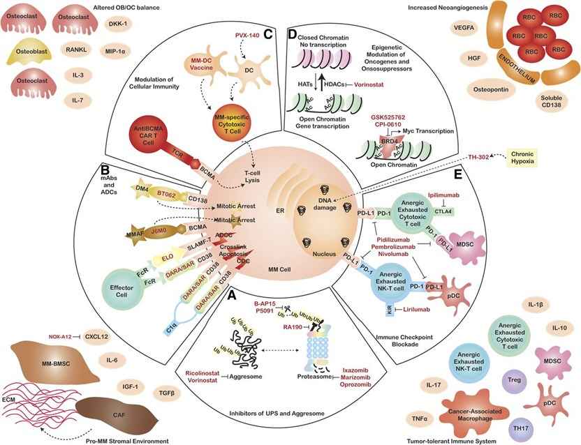 ADC Development for Multiple Myeloma