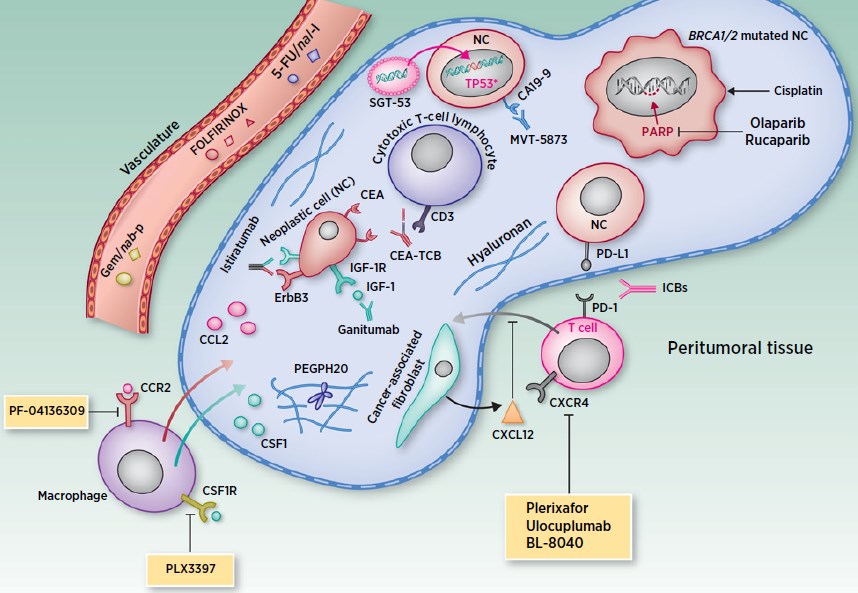 Current and emerging therapies in pancreatic cancers.