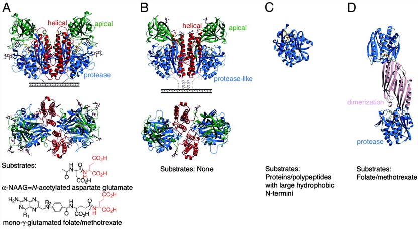 Structural comparison of PSMA and related proteins.
