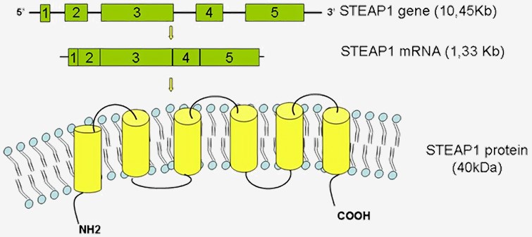 STEAP gene organization, mRNA transcripts and predicted protein structure.