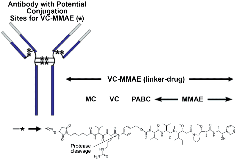 Fig.1 A schematic diagram about the structure of vandortuzumab vedotin. (OA Literature)