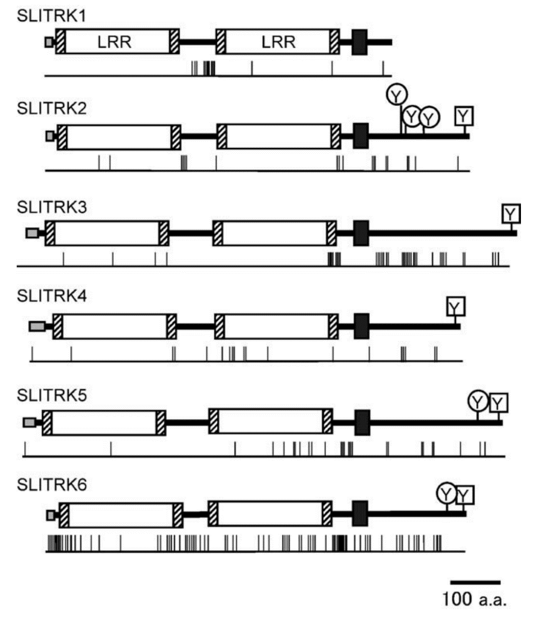 Structure of human SLITRK proteins. 