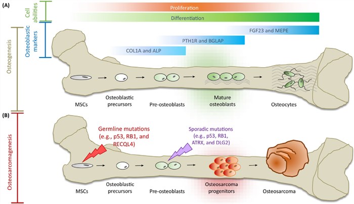 Osteogenesis and osteosarcomagenesis. 
