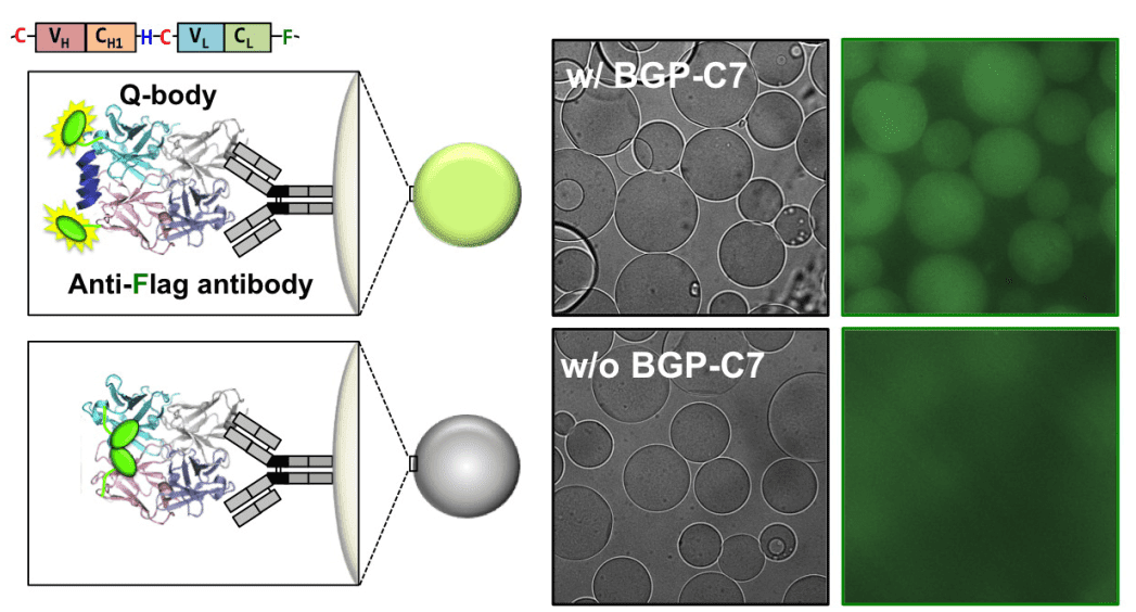 Schematic representation of the microscopic observation of anti-Flag M2 beads with and without double ATTO520-labeled UQ-body.