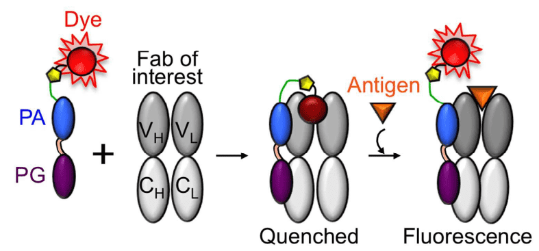 Scheme for labeled Q-body and its antigen-dependent fluorescence.