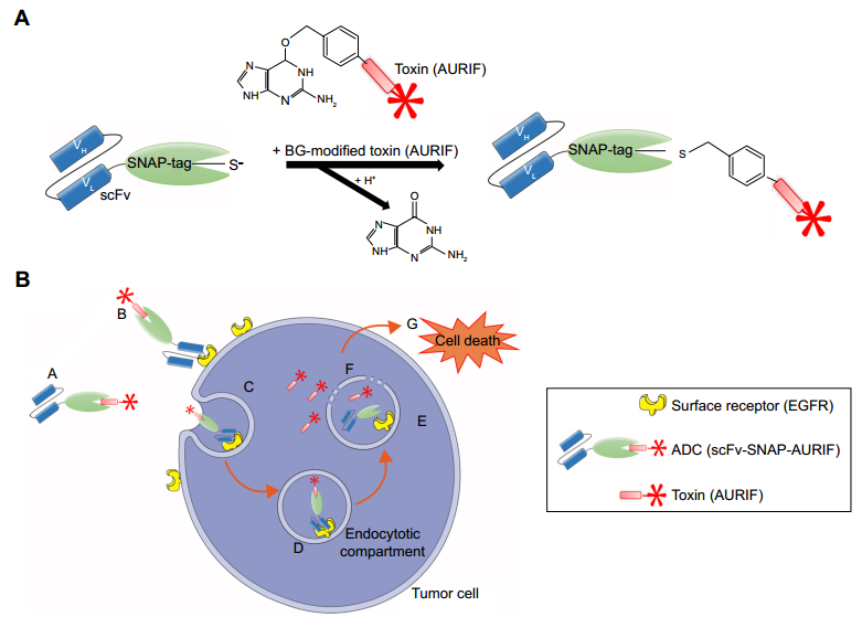 SNAP-tag technology and the mechanism of action of the scFv-SNAP-AURIF ADCs.