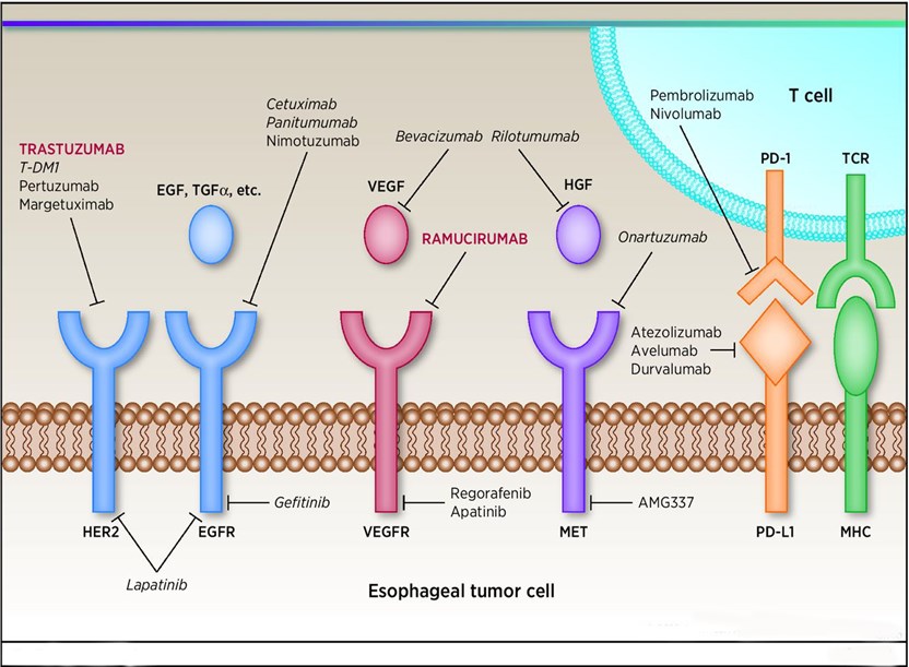  Schematic of several of the most well-studied therapeutic targets in oesophageal cancer. 