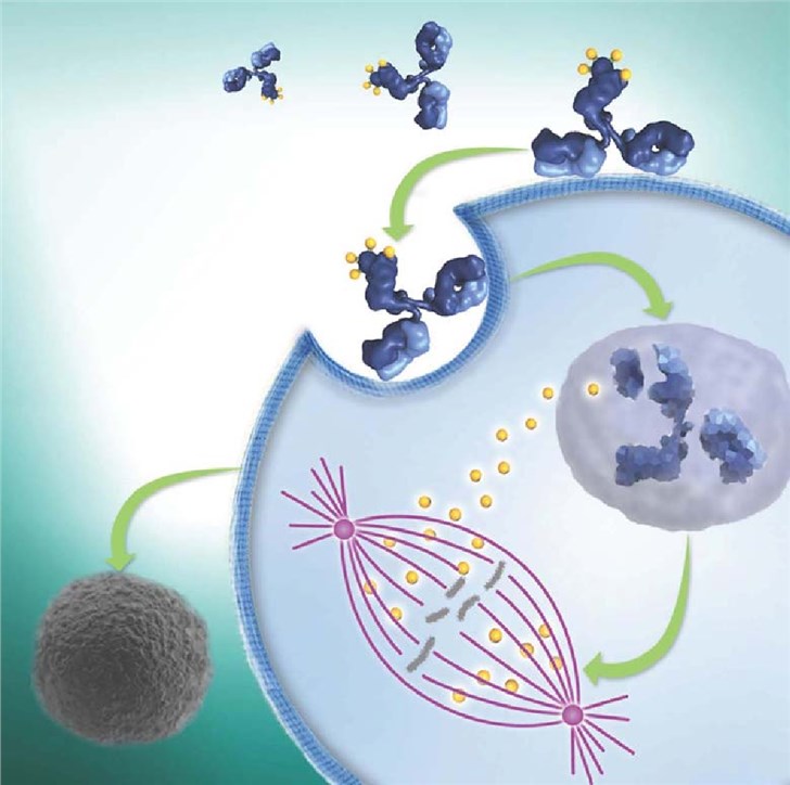 ADC Development for Merkel-cell Carcinoma