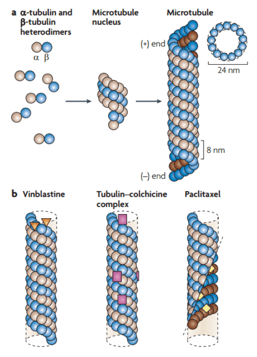microtubule-toxins