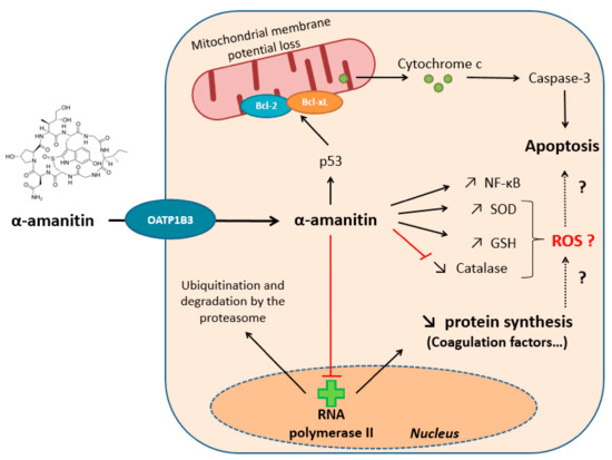 Amatoxins Creative Biolabs
