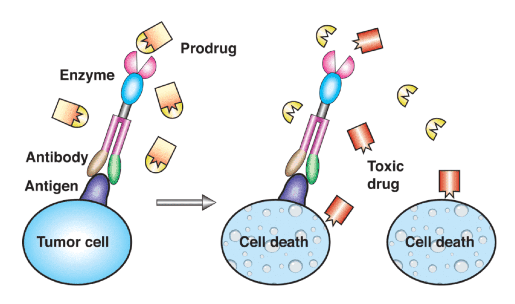 Toxic Enzymes/ADEPT