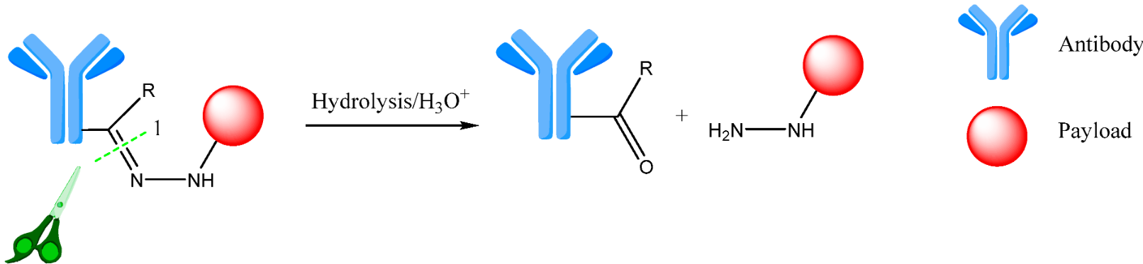 Fig.1 Hydrazone linker cleavage