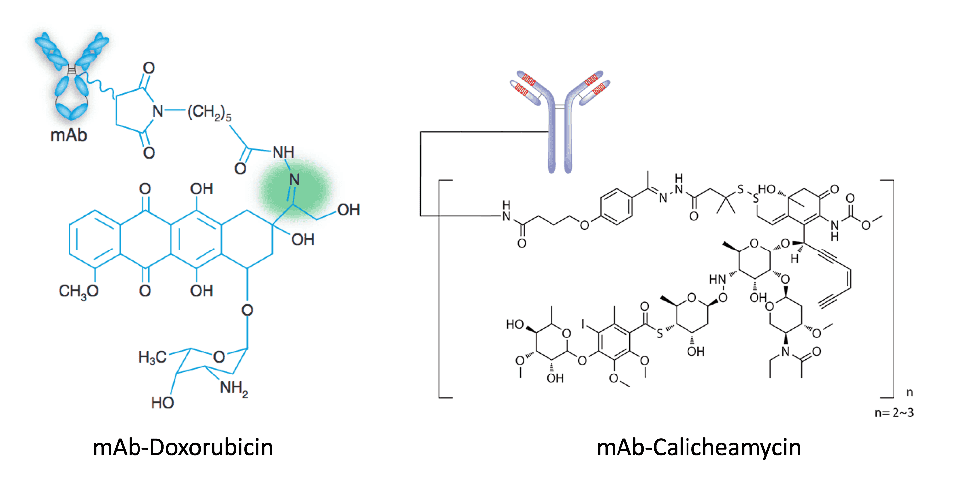ADC prepared using pH-sensitive linkers. ADC payloads such as doxorubicin (left, Nat. Biotechnol., 2005) and calicheamycin (right, Discov. Med., 2010) are conjugated with mAb via pH-sensitive hydrazone linkers to ensure drug release under acidic conditions within the endosome or lysosome of target cells.