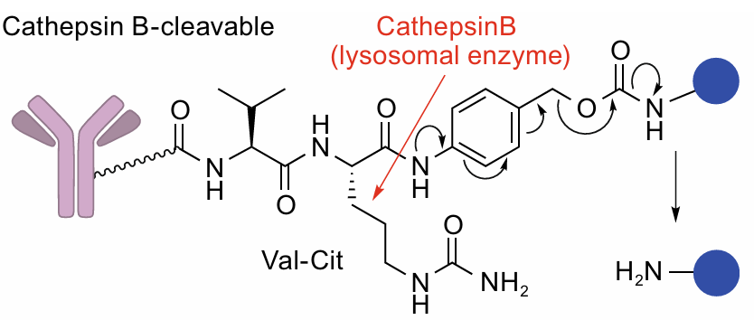 Fig.1 Cathepsin B-cleavable peptide linker.