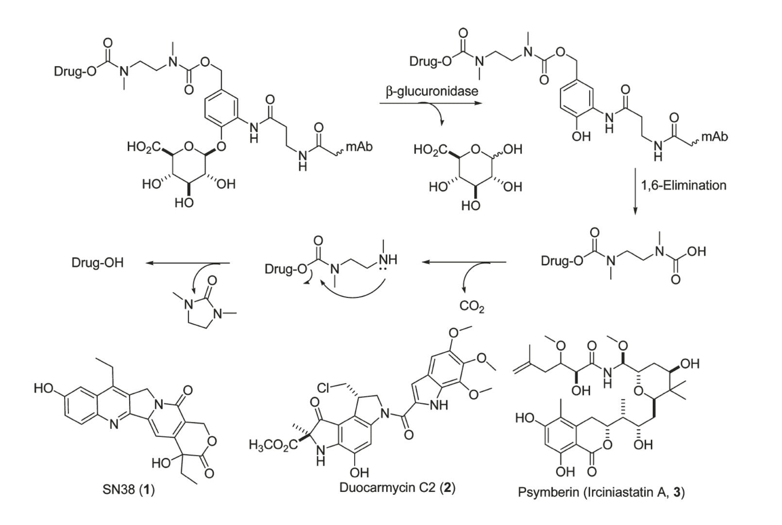  Examples of payload drugs for ADC  development using β-Glucuronide linkers and their release mechanism after β-glucuronidase hydrolysis (ACS Med. Chem. Lett., 2010).