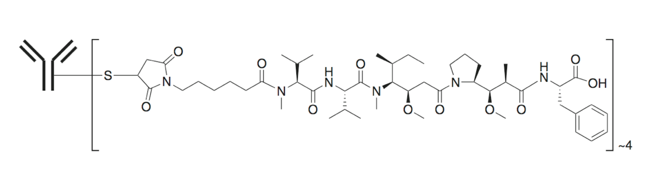 An example of an ADC prepared via the conjugation of auristatin MMAF to the antibody via a non-cleavable maleimidoca-proyl (MC) linker (Methods. Mol. Biol., 2013).