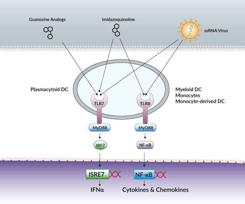 TLR7/8 agonists and their immune effects.